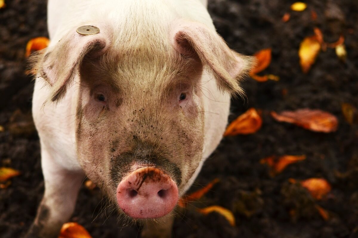 Stalbrand Sint-Oedenrode kost leven van 9000 varkens