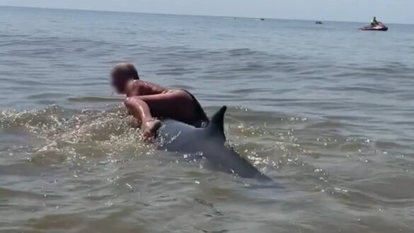 Dolfijnenklimster aangehouden en weer vrij