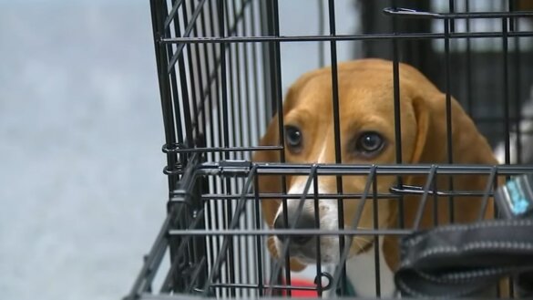4000 beagles gered en ontsnapt aan experimenten in VS