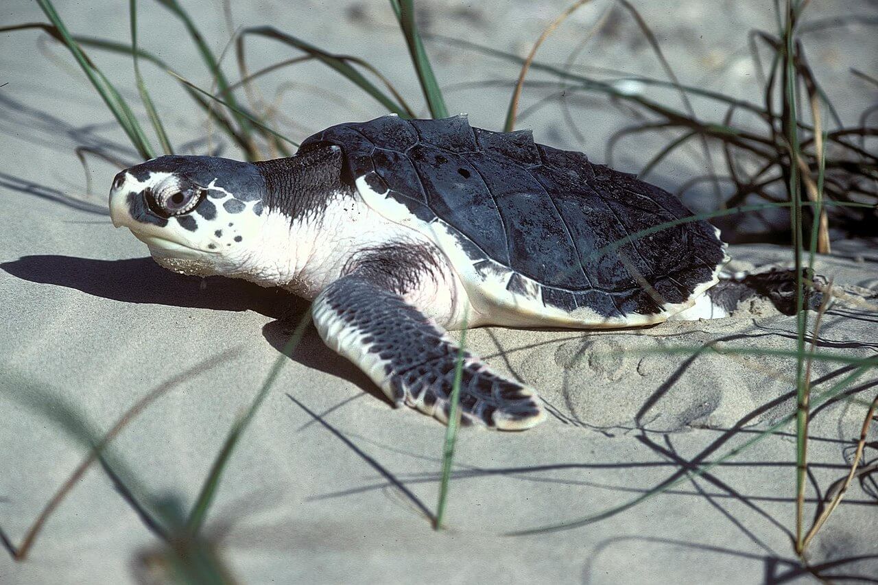 Kemps zeeschildpad