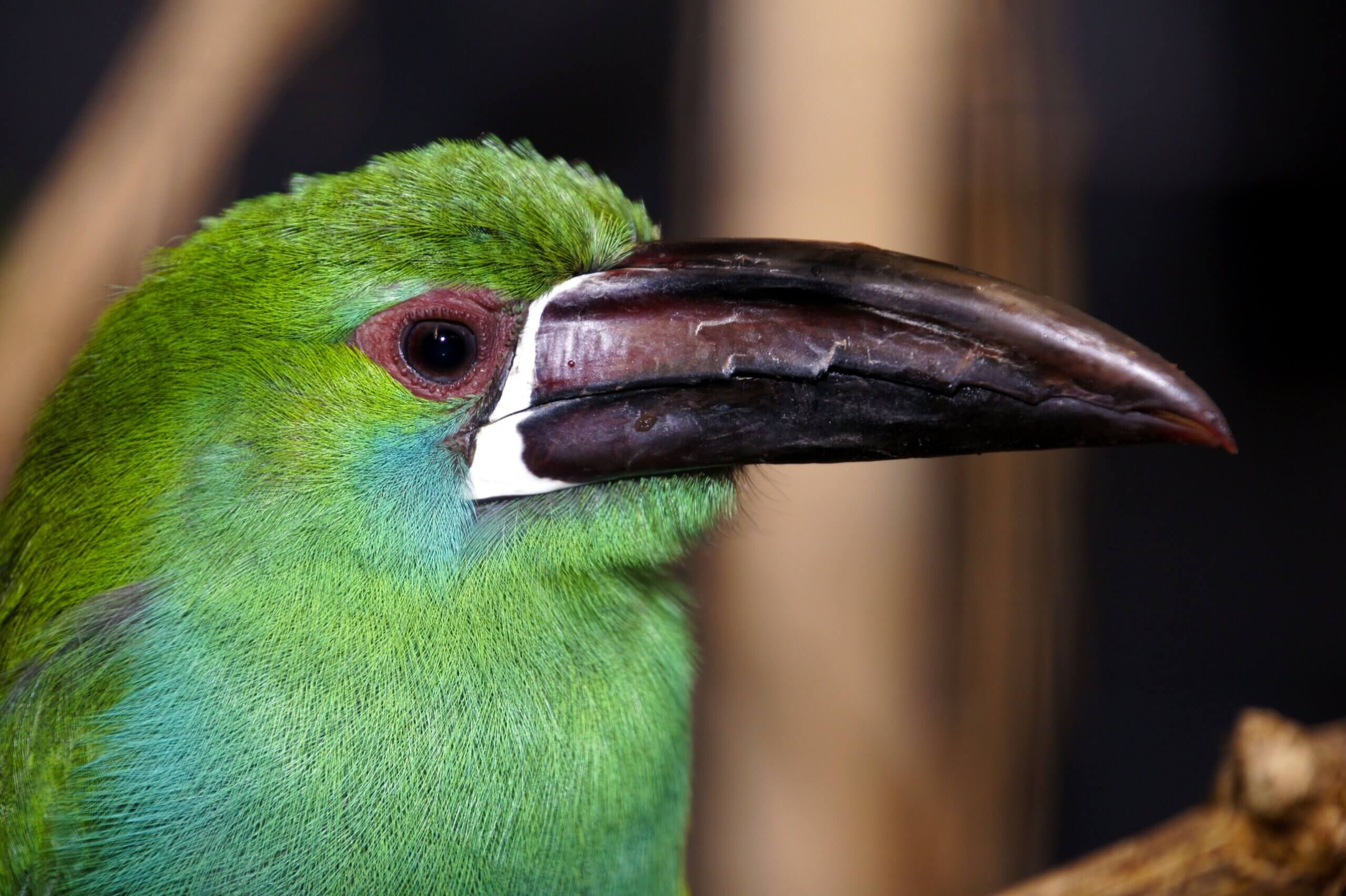 De handel in wilde vogels bedreigt dieren en mensen