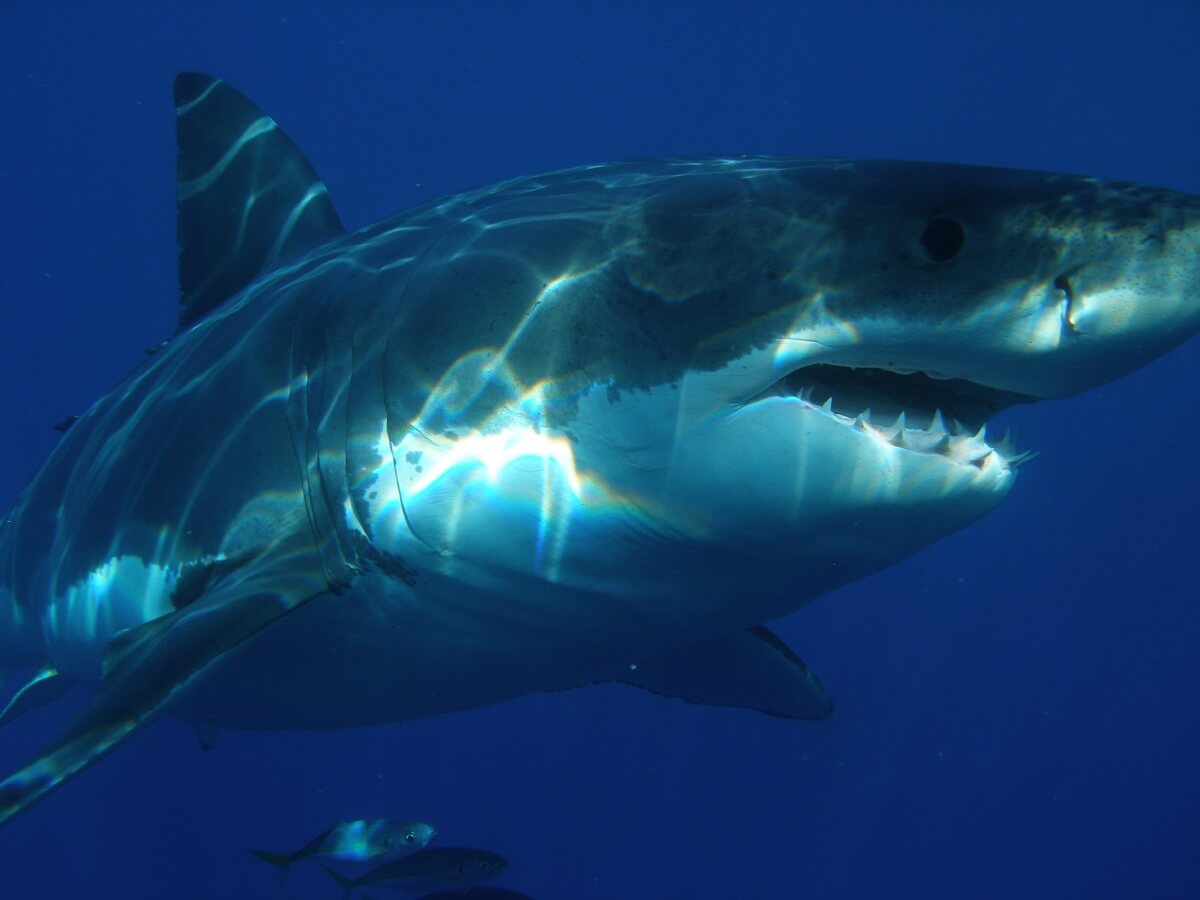 Politie onderzoekt Chinese influencer na eten grote witte haai