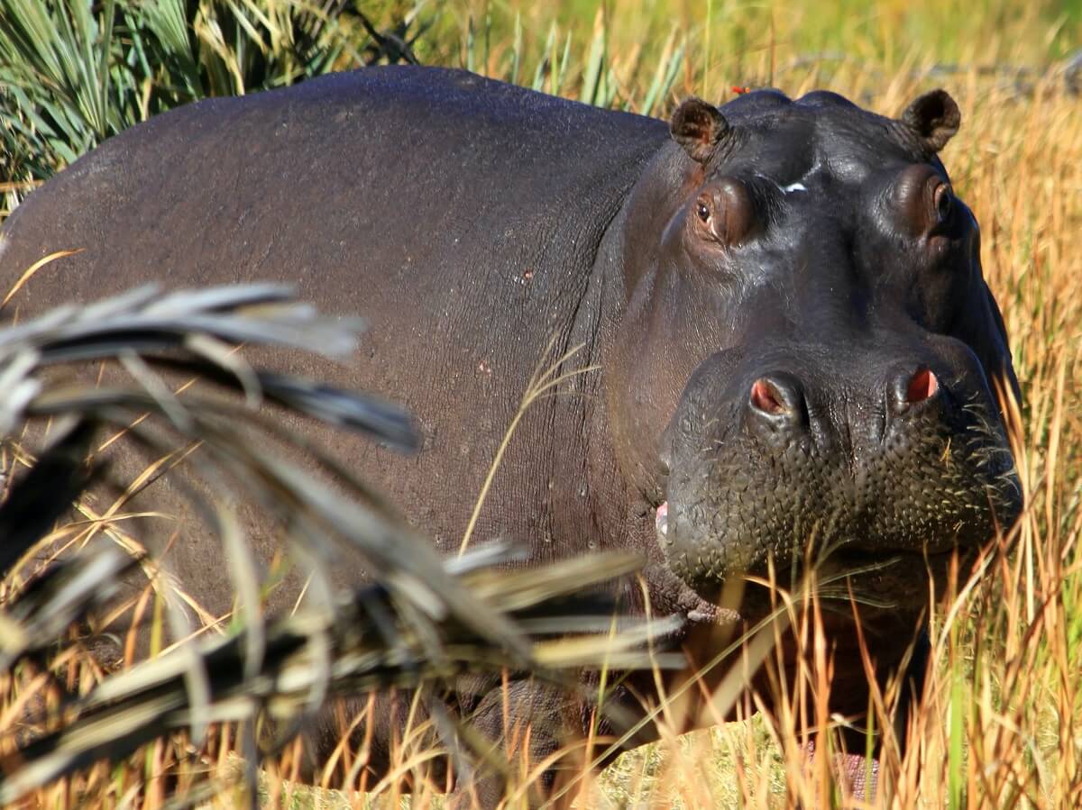 Nijlpaarden op lijst van meest bedreigde dieren