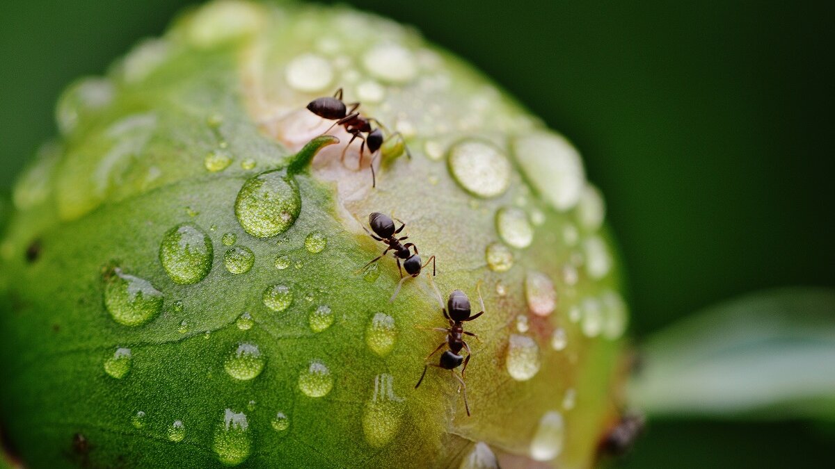 Mieren mogelijk effectiever als gewasbeschermer dan pesticiden