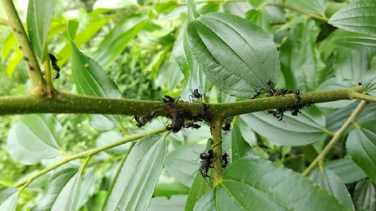 Mieren mogelijk effectiever als gewasbeschermer dan pesticiden
