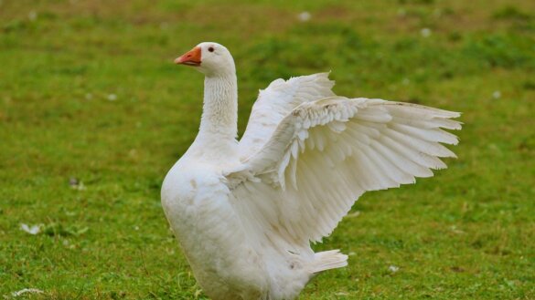 Malta verbiedt pelsdierfokkerij en productie foie gras