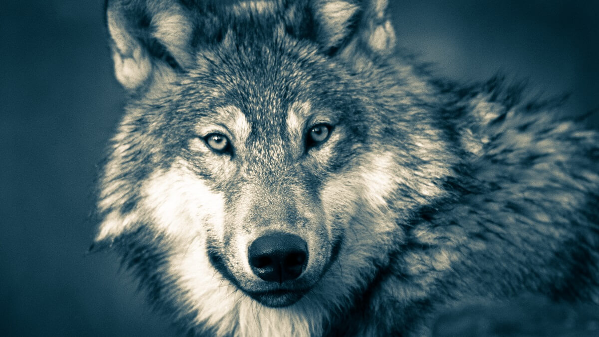 Honden ontstaan uit verschillende wolvenpopulaties