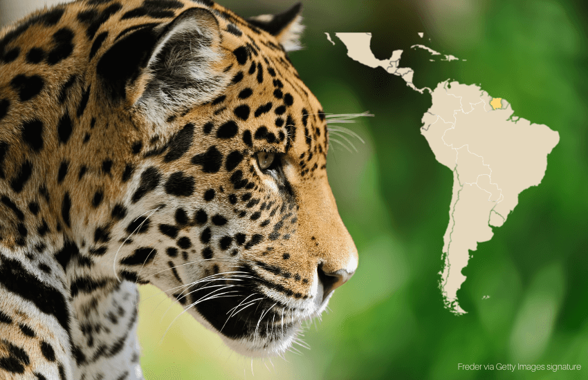 De culturele waarde van jaguars in Suriname