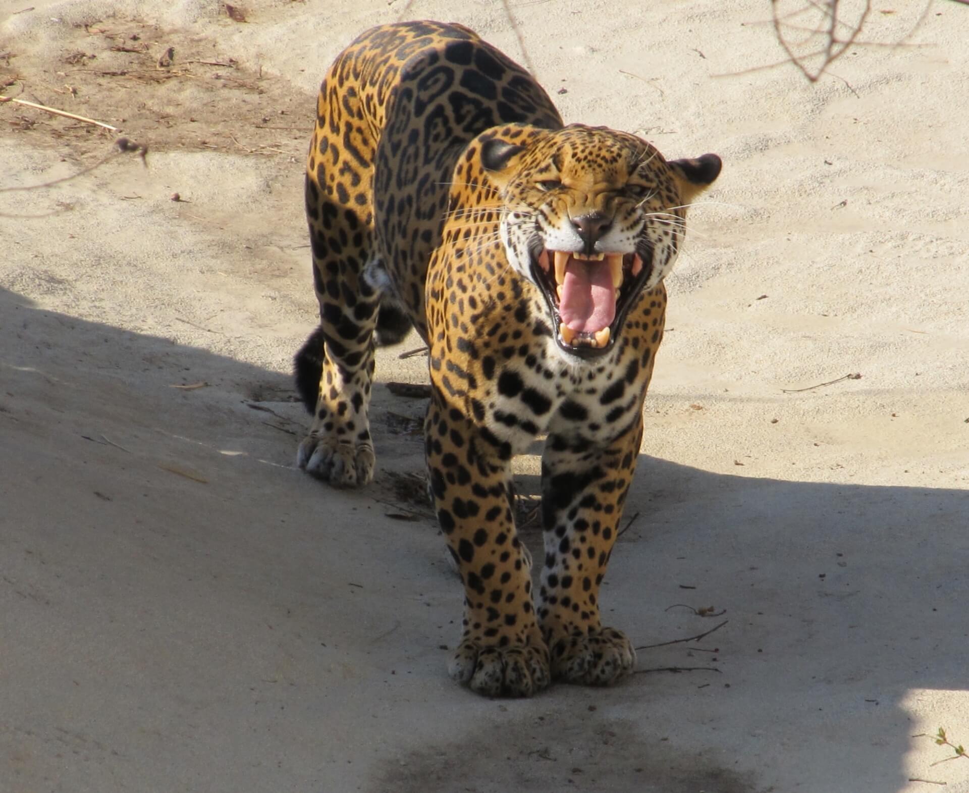 culturele waarde van jaguars in Suriname