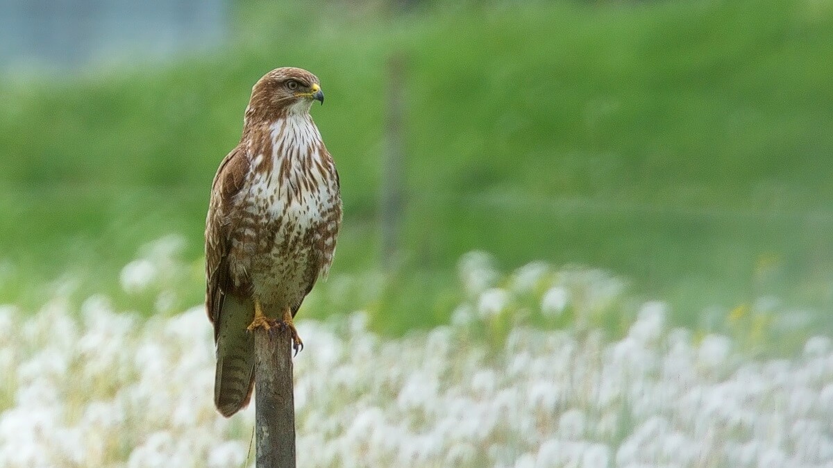 Roofvogelvervolging in Nederland alledaagse praktijk