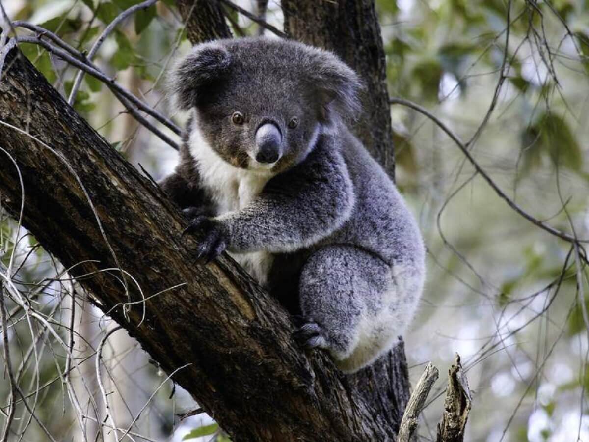 Koala Gulliver