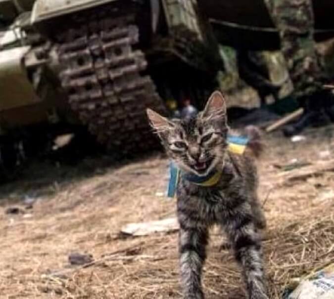 Help dieren in Oekraïne