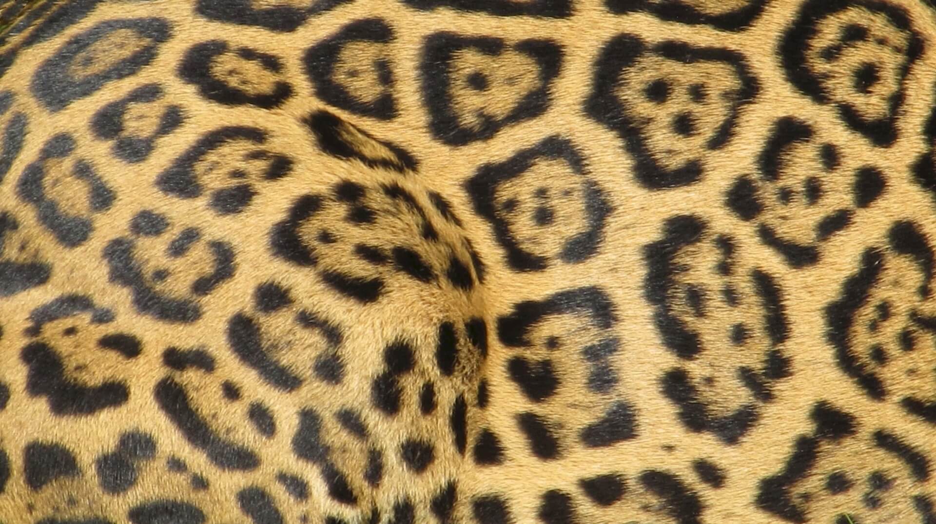 culturele waarde van jaguars in Suriname