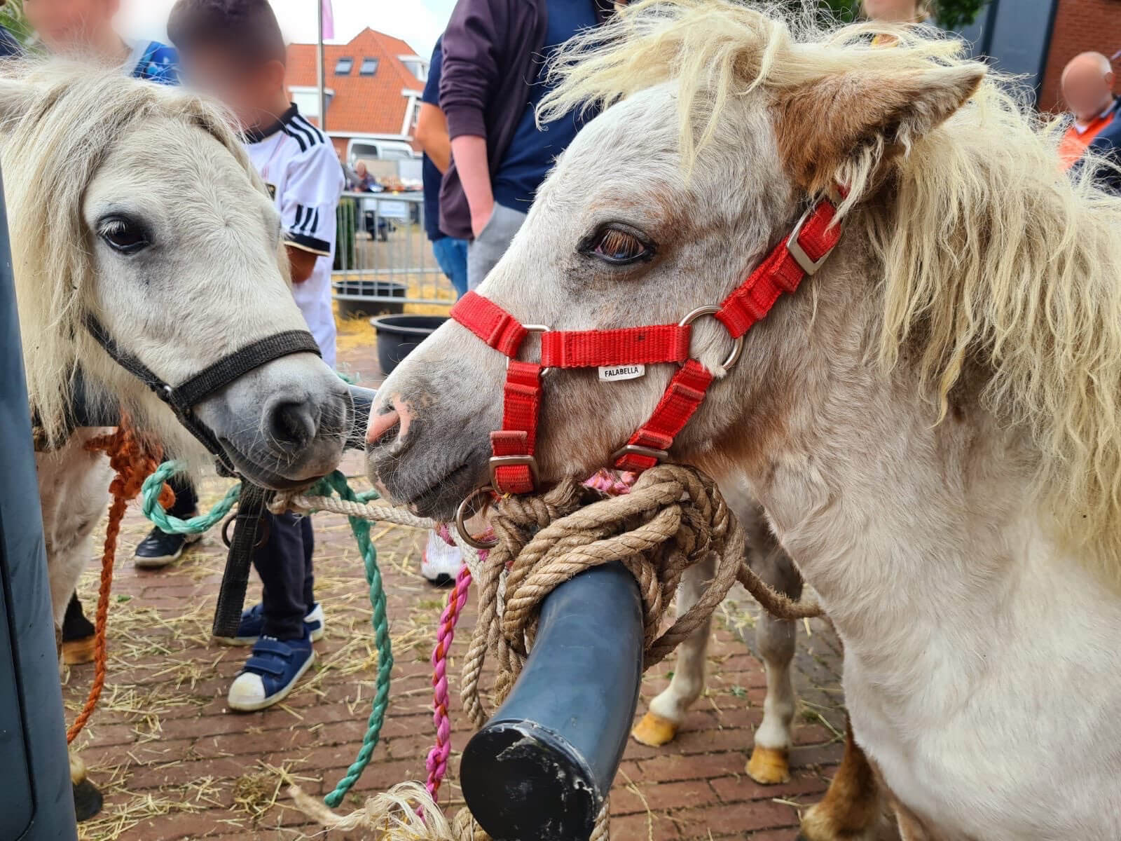 Aangifte tegen verloting pony op Denekamper paardenmarkt