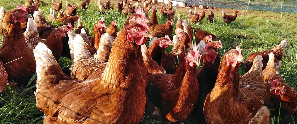 Minister Adema vergeet dieren in aanpak vogelgriep