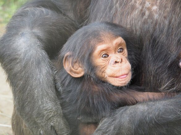 babychimpansees