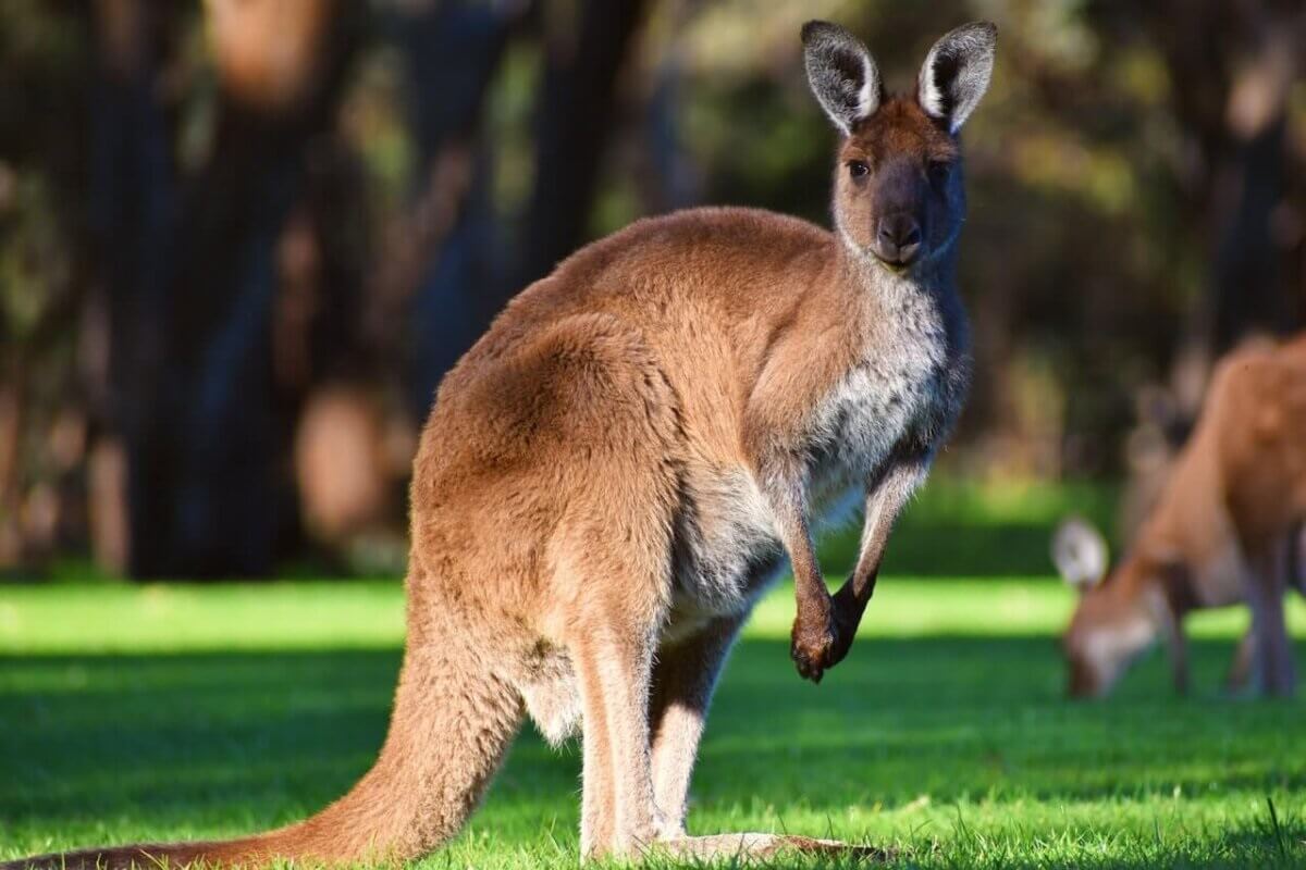 2 million kangaroos