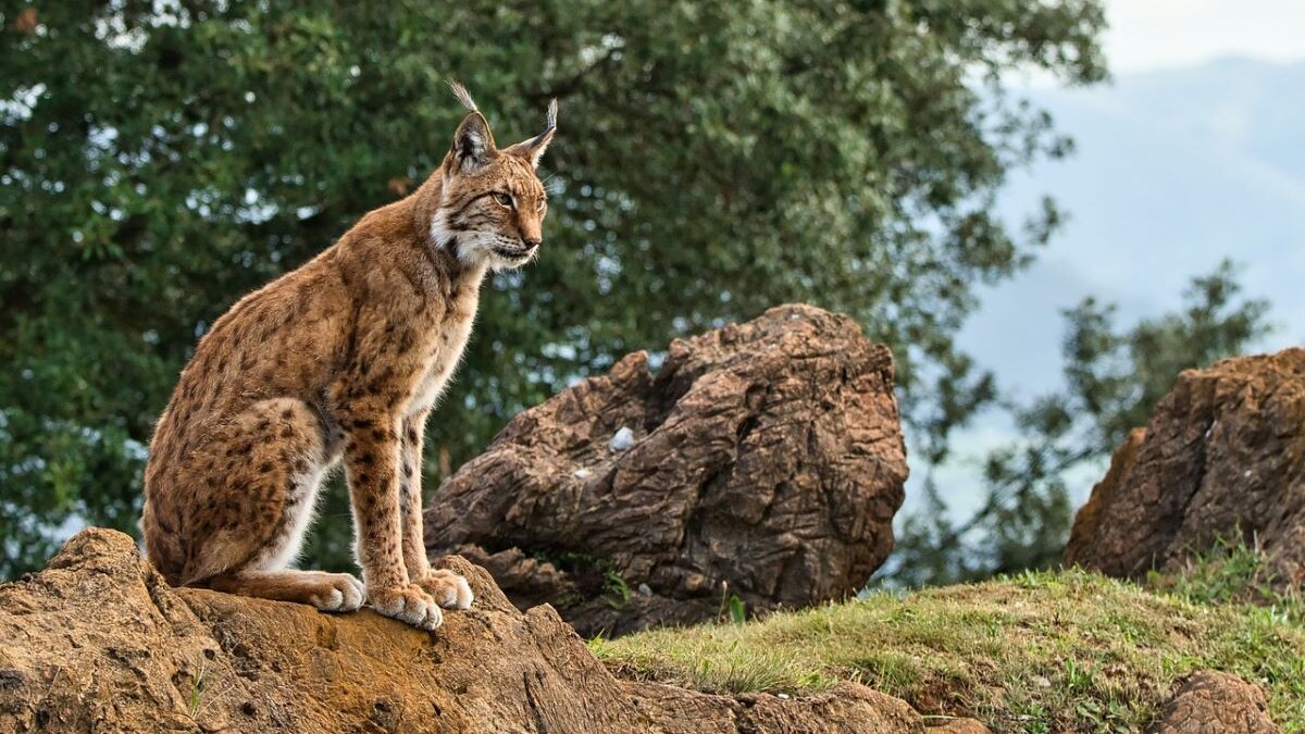 Iberische lynx