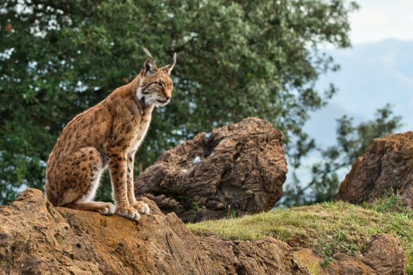 Iberische lynx
