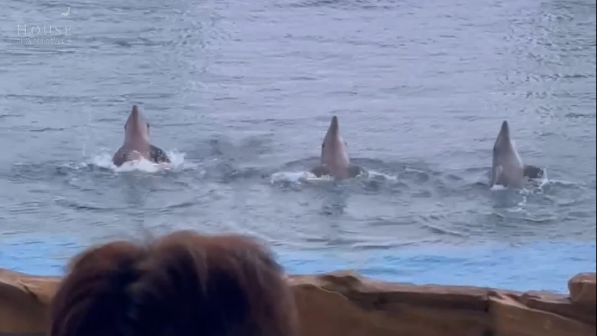 Dolfijnen Harderwijk gaan naar circus geen dierentuin