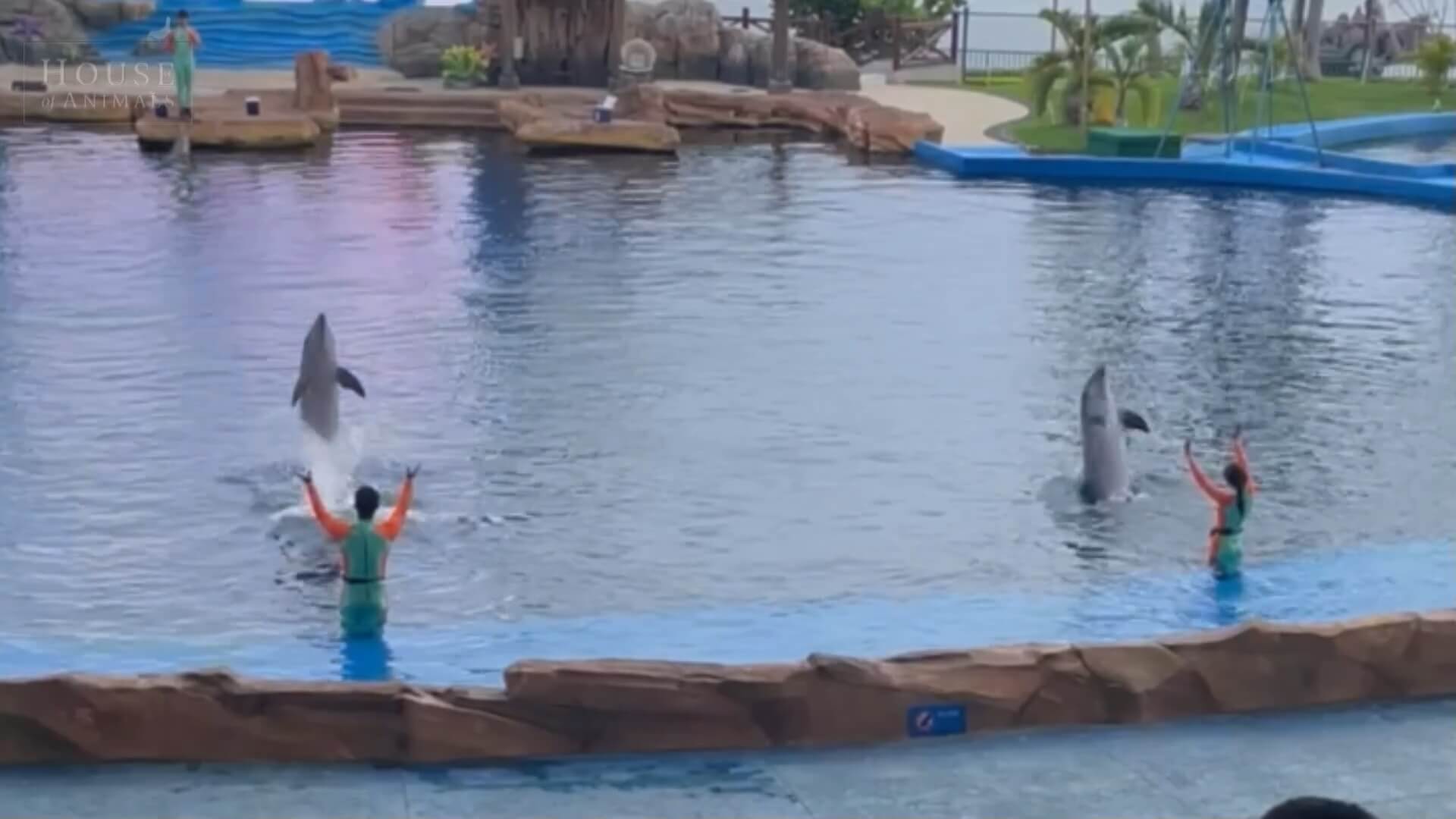 Dolfijnen Harderwijk gaan naar circus geen dierentuin