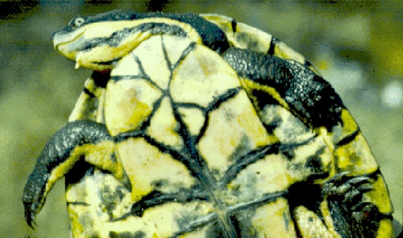 Bedreigde schildpadden uit geredde eieren bosbranden uitgezet