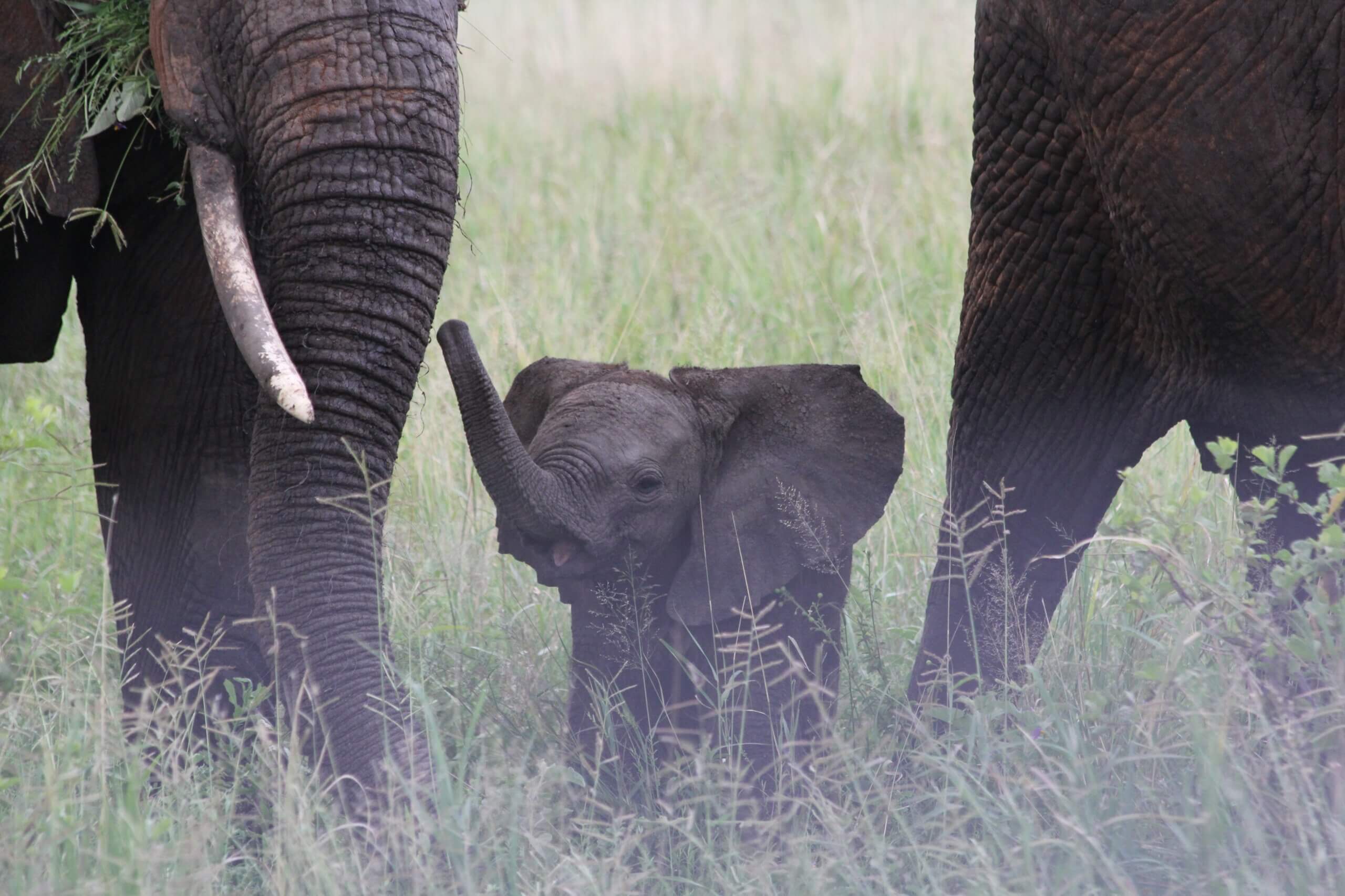 EU wil handel in wilde babyolifanten weer toestaan