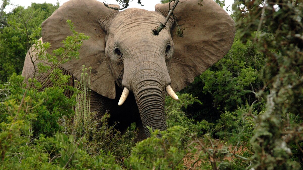 Levenslang voor ivoorsmokkelaar Uganda