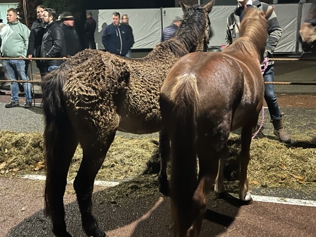 Paardenmarkt in Hedel 2022
