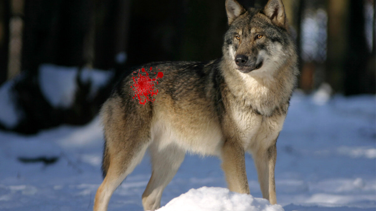 Paintballgeweer tegen mensvriendelijke wolf Hoge Veluwe