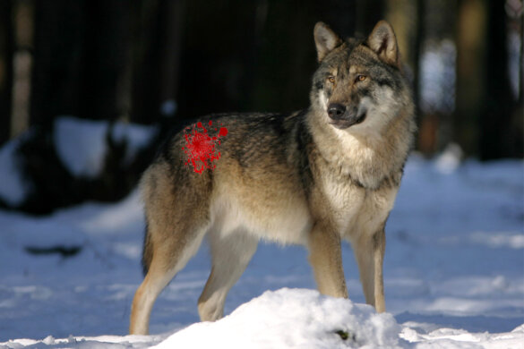 Paintballgeweer tegen mensvriendelijke wolf Hoge Veluwe