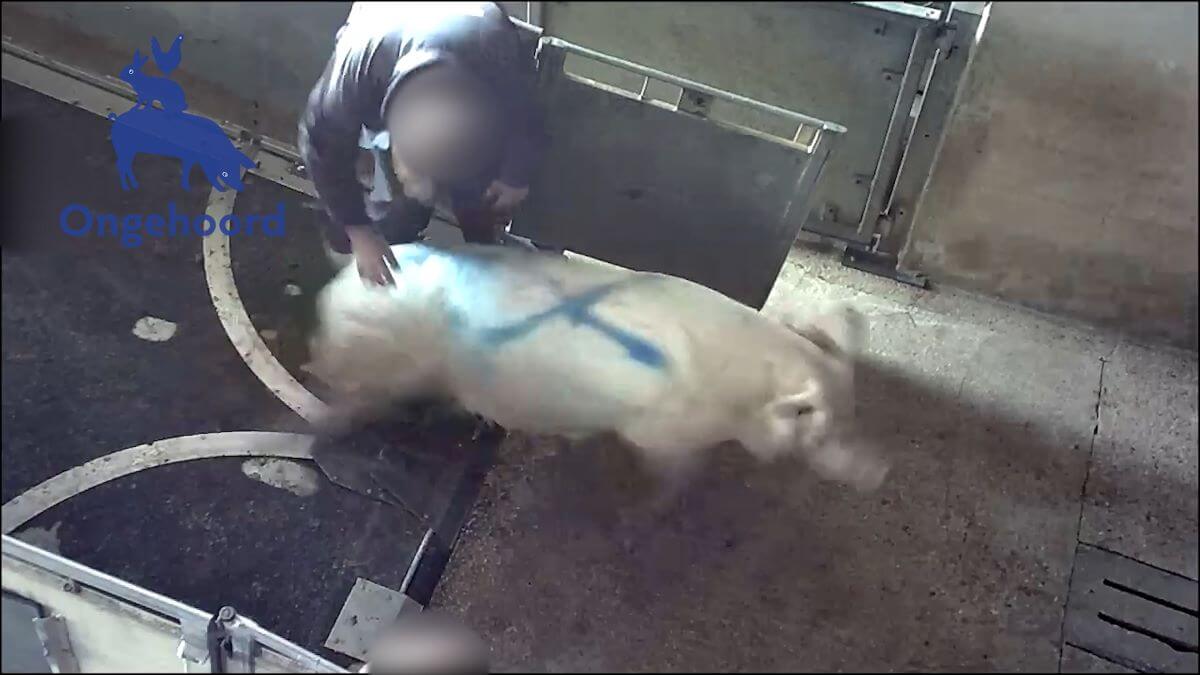 Geweld bij opdrijven varkens voor transporten in Nederland | Video Ongehoord
