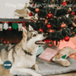 Kerstgroet uit Oekraïne voor dieren in Oekraïne