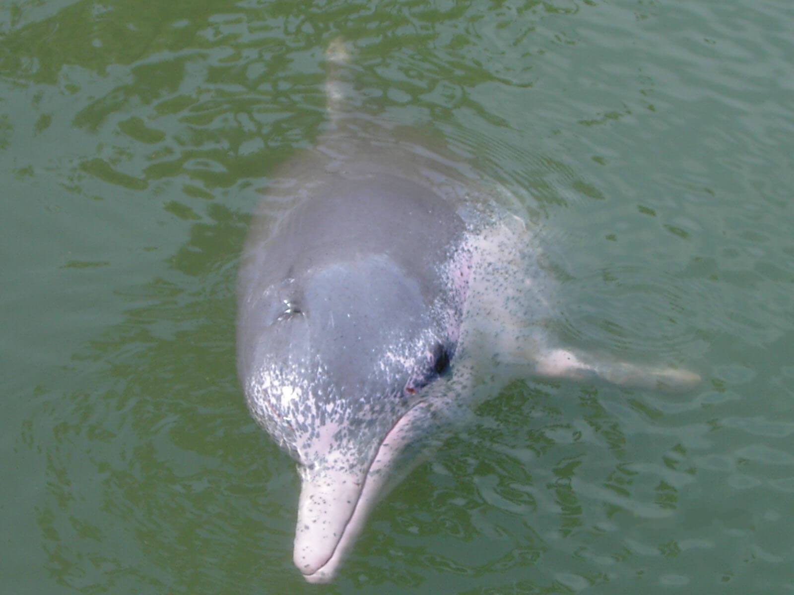 Witte dolfijnen overstemd door geluidsoverlast Hong Kong