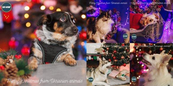 Kerstgroet voor dieren in Oekraïne