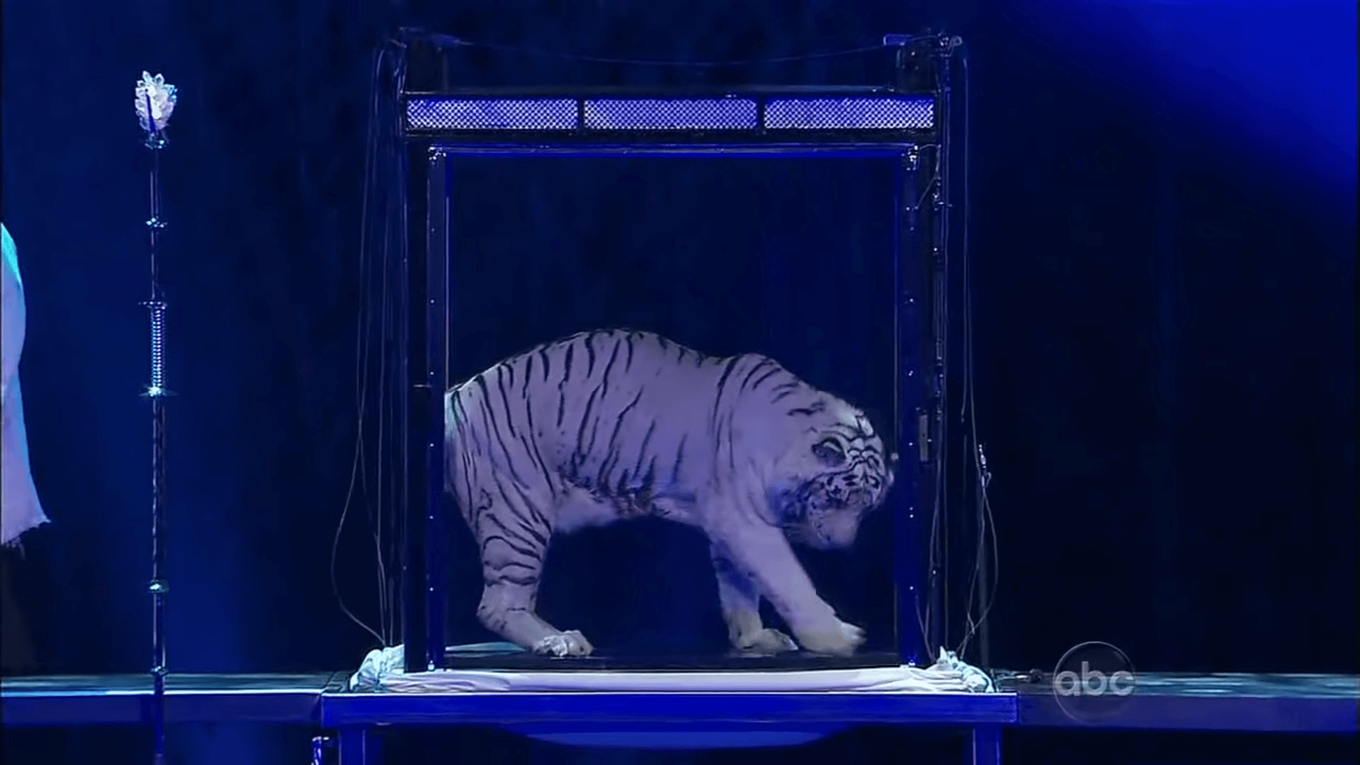 Obligate goocheltruc met tijger door Siegfried and Roy in The Mirage | Foto: screenshot video CBS via MagicTV/YouTube