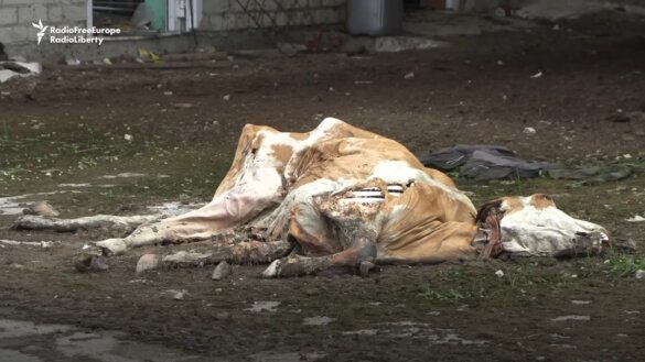 Bombardementen Oekraïne leiden tot dood 2000 koeien