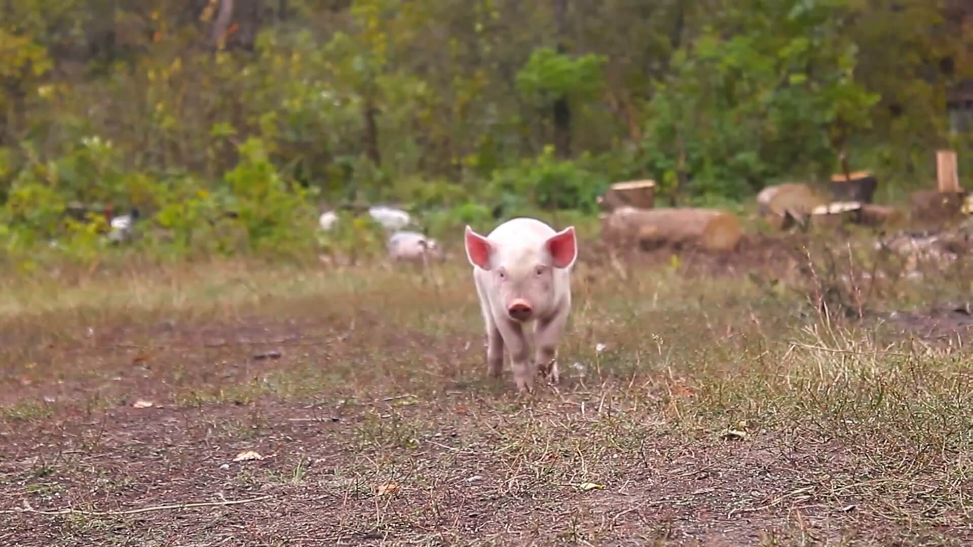 Geluiden van varkens onthullen hoe ze zich voelen