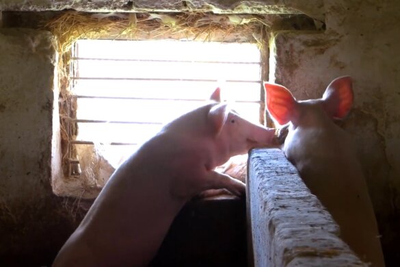 Geluiden van varkens onthullen hoe ze zich voelen