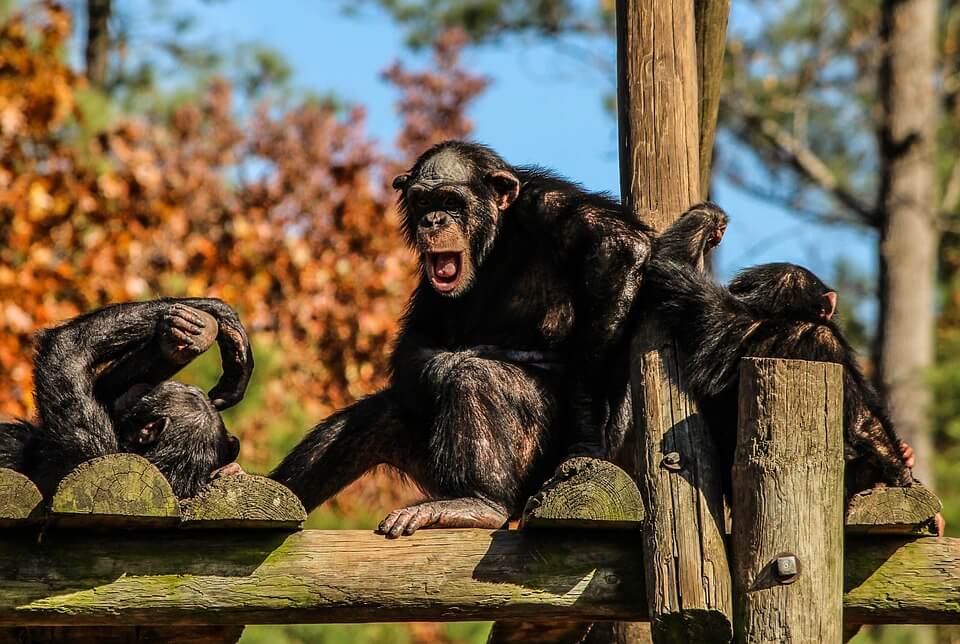 Tragische agressie chimpansee Stephan en boze hond