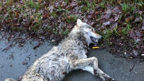 Dode wolf op N371 bij Hoogersmilde