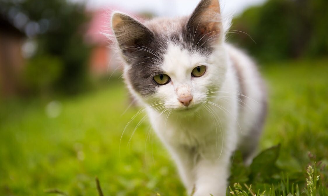 Eindelijk een chipplicht voor katten