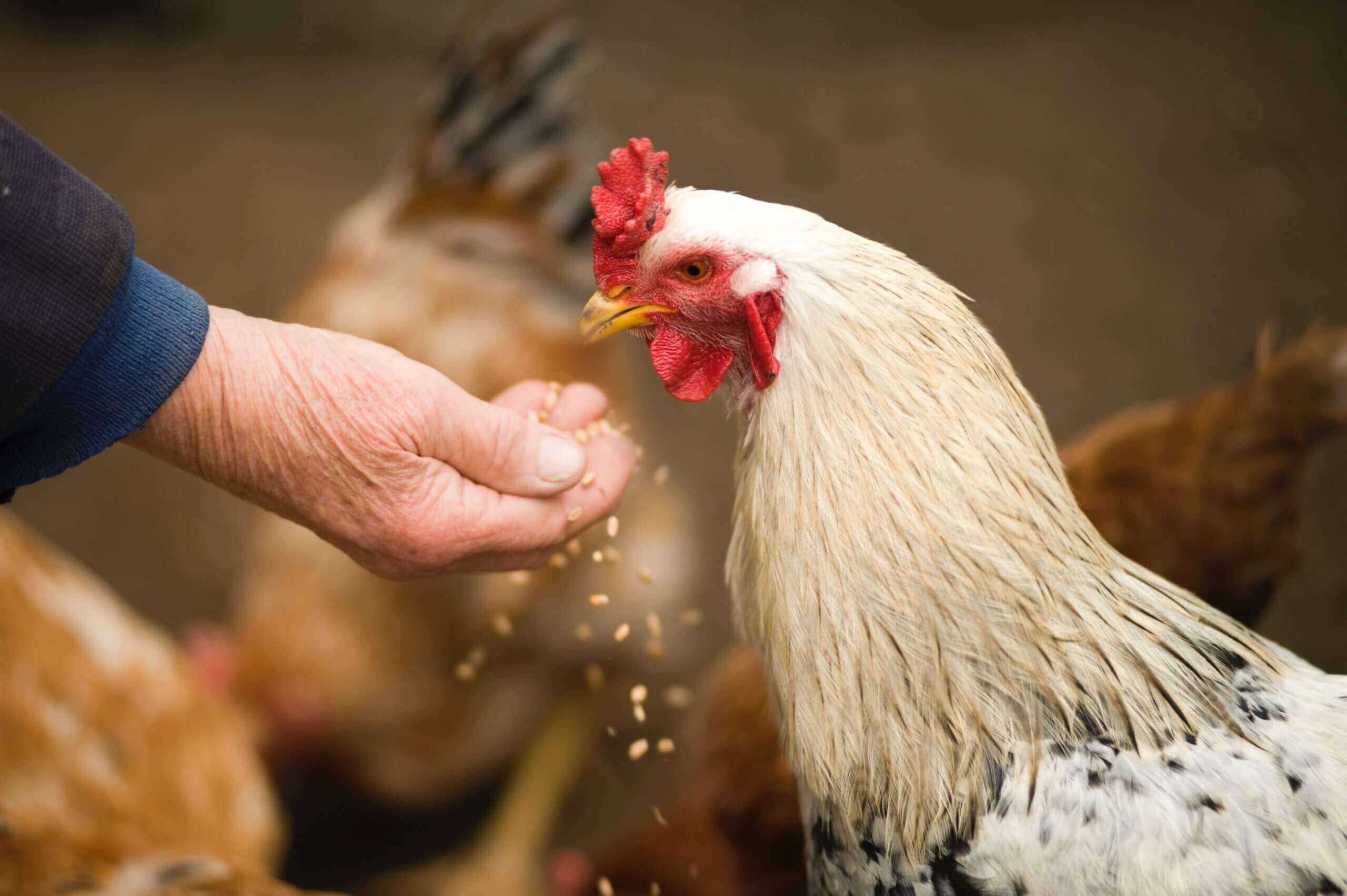 Frankrijk wil vaccinatie van pluimvee tegen vogelgriep