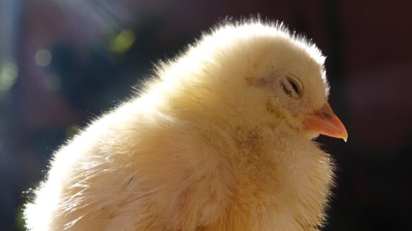 Enorme uitbraak vogelgriep in Tsjechië 750.000 kippen afgemaakt