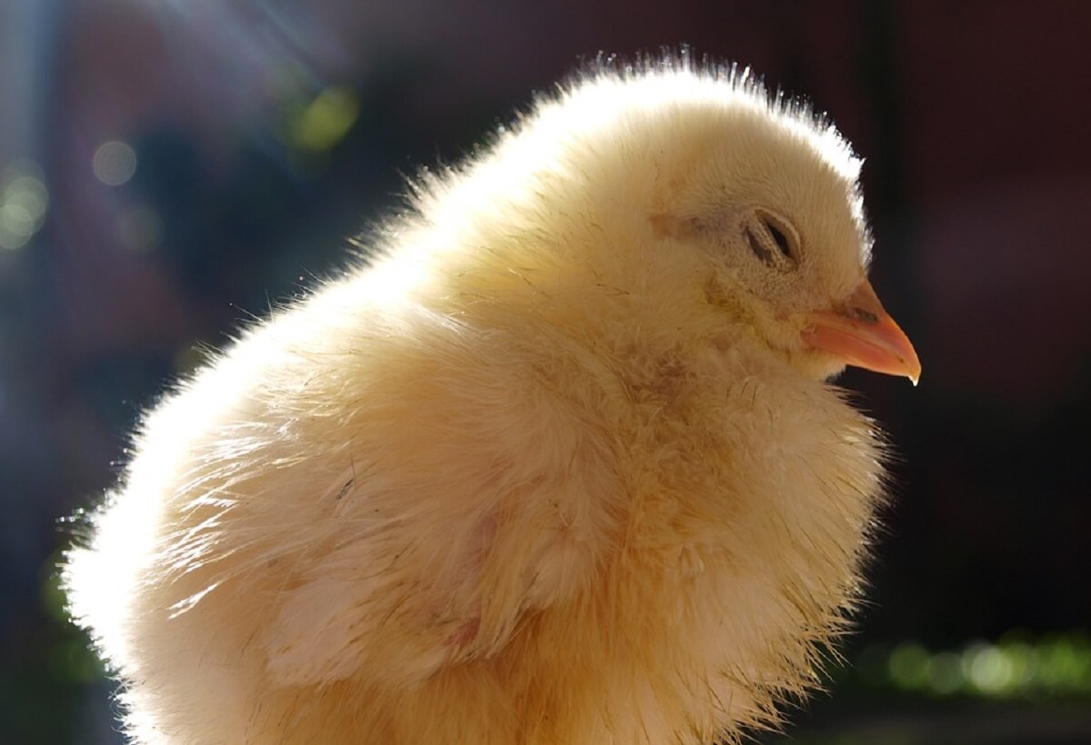 Enorme uitbraak vogelgriep in Tsjechië