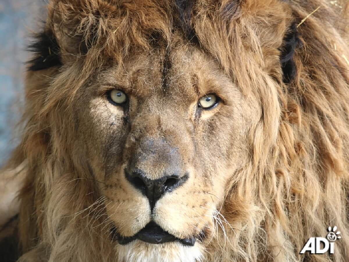 Vereenzaamde leeuw Ruben eindelijk naar reservaat in Zuid-Afrika
