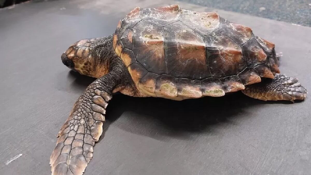Schildpadje door honden gered van hongerige meeuwen