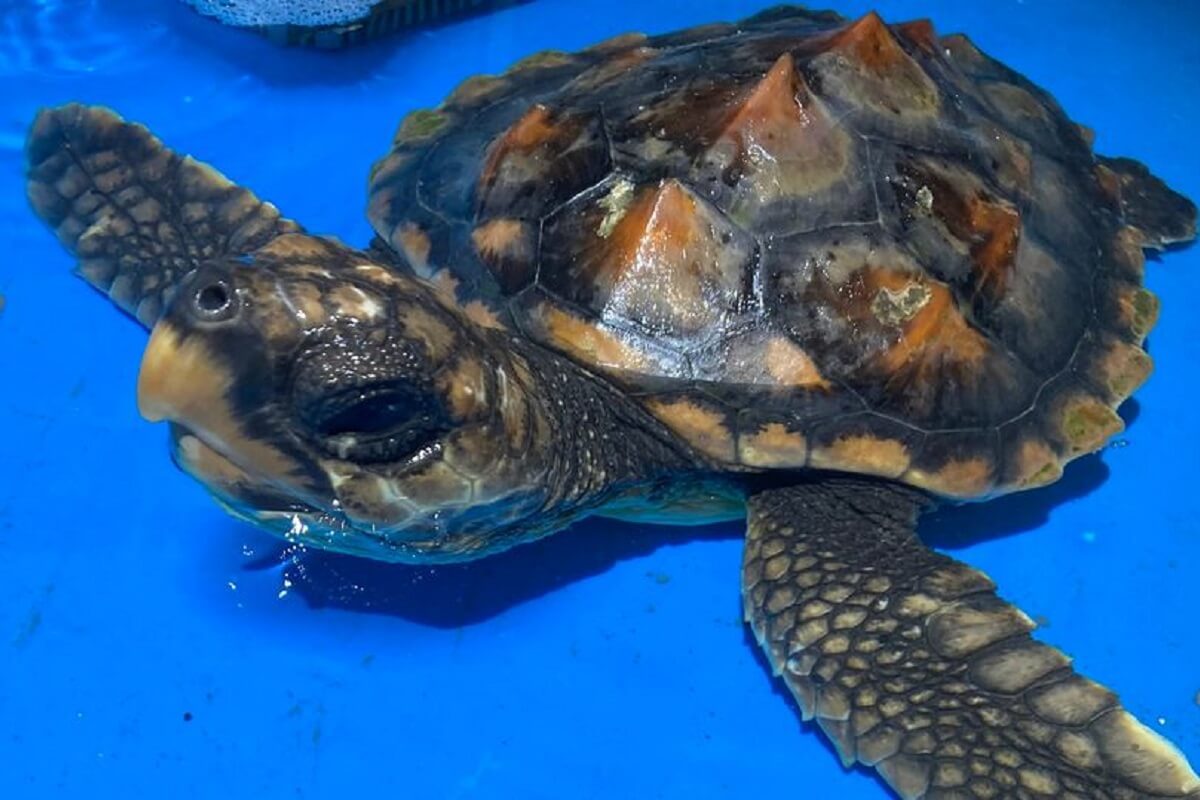 Schildpadje door honden gered van hongerige meeuwen