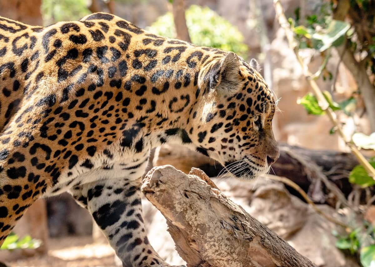 Illegale handel jaguar