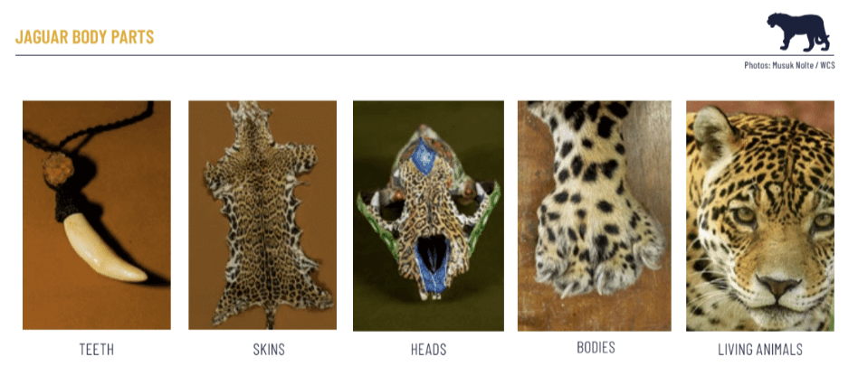 Illegale handel jaguars